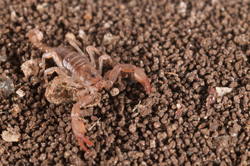 Small wood scorpion (Euscorpius sp.) juvenile