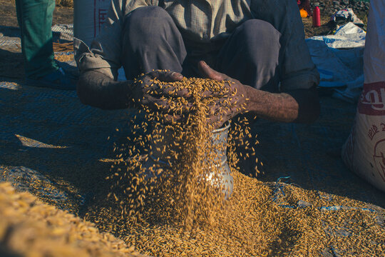 Farmer holding rice grains after gathering  and storing it inside a metal container during the Pokhara rice production harvest in Nepal.