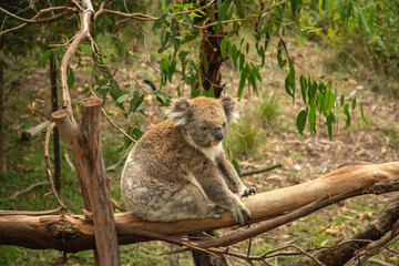Fluffy koala on eucalyptus tree in Australia