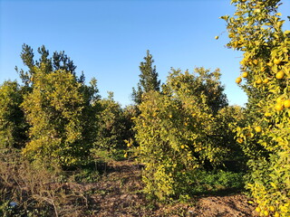 Fototapeta premium Orange's plant