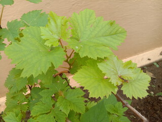 GRAPES PLANT