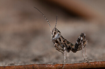 European dwarf mantis (Ameles spallanzania) juvenile, Italy.