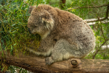 Fluffy koala on eucalyptus tree in Australia