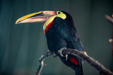 toucan on a branch