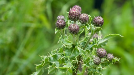 Unopened small thistle flowers with vibrant green spiky leaves