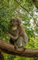 Fluffy koala on eucalyptus tree in Australia