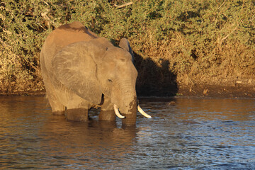 Afrikanischer Elefant / African elephant / Loxodonta africana