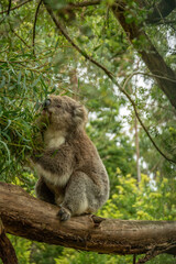 Fluffy koala on eucalyptus tree in Australia