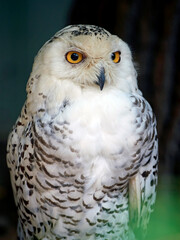 Snowy owl (Bubo scandiacus)