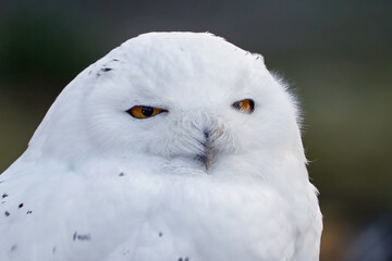 Snowy owl (Bubo scandiacus)
