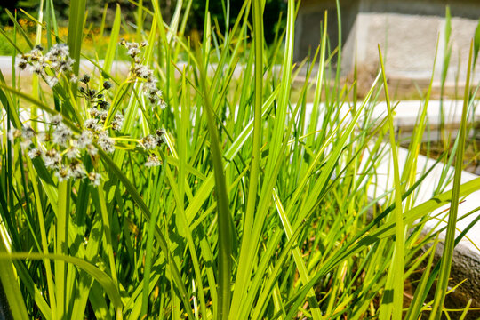 Bachbunge Bilder Durchsuchen 108 Archivfotos, und