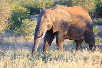 Obraz premium Afrikanischer Elefant / African elephant / Loxodonta africana