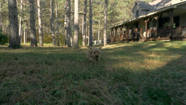 A long tracking shot of a ferociously cute puppy running through a pine forest in slow motion. All floppy ears and pine needles.