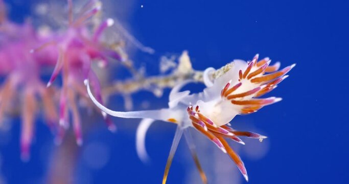 nudibranch flabellina nudi branch nudybranch  underwater slug ocean scenery
