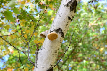 Birch tree 
