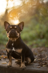 französische Bulldogge Hund im Sonnenuntergang 