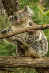 Fluffy koala on eucalyptus tree in Australia