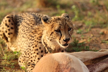 Collared Cheetah with antelope kill