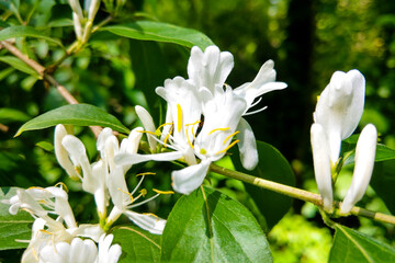 Japanese honeysuckle flowers Lonicera japonica, nature, spring.