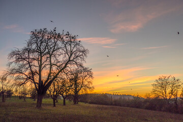 Fototapeta premium Krähen auf Baum nach Sonnenuntergang