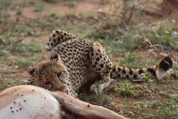 Collared Cheetah with antelope kill