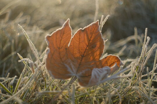 Maple Yellow Frosty Leaf on the Grass on a Cold Frosty Morning. Nature Background Covered with Frost in the Autumn or Winter Season