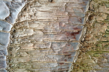 close-up of an pine tree's bark, nature.