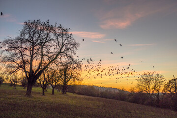 Plakat Krähen auf Baum nach Sonnenuntergang