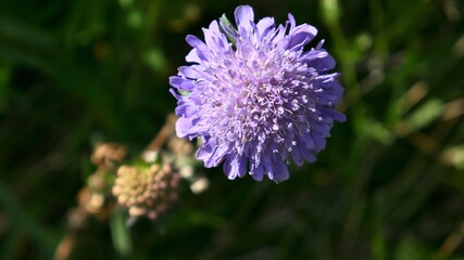 Closeup of beautiful purple flower knautia arvensis
