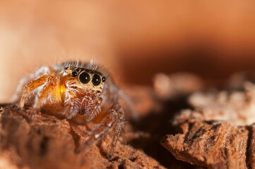 Jumping spider (Evarcha sp.). Sardinia, Italy.