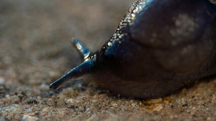 Plano cercano de una babosa negra en el campo