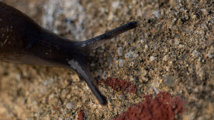 Plano cercano de una babosa negra en el campo