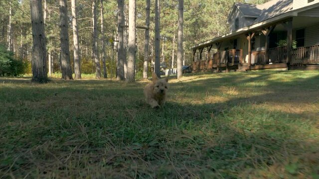 Extra-long tracking shot of a ferociously cute puppy running through a pine forest in slow motion. All floppy ears and pine needles.
