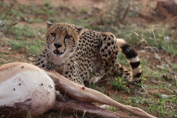 Collared Cheetah with antelope kill