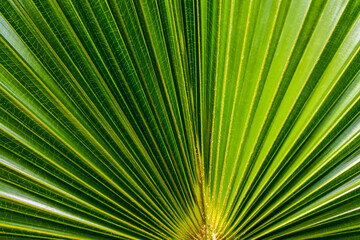Lines and textures of Green Palm leaves.