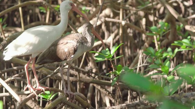 immature and adult white ibis walking along mangrove roots with dappled sunlight