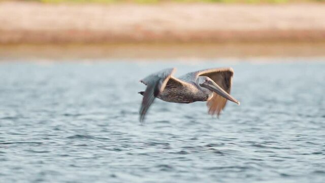 brown pelican takes off and flies along beach shore