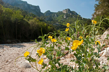 Sardinian landscapes near Cala Sisine