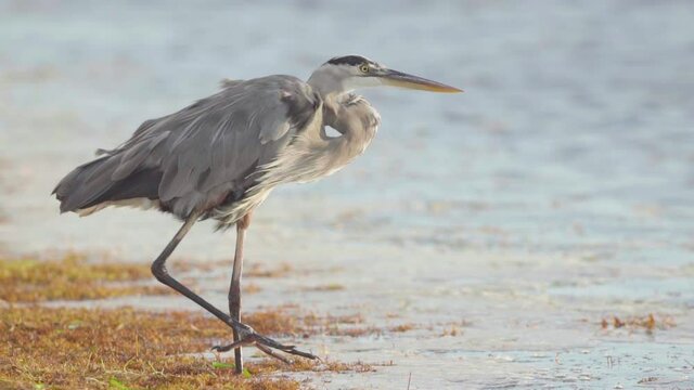 great blue heron moving leg along seaweed on windy beach shore in slow motion