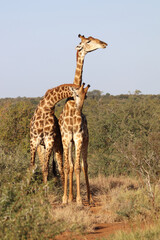 Giraffe / Giraffe / Giraffa Camelopardalis