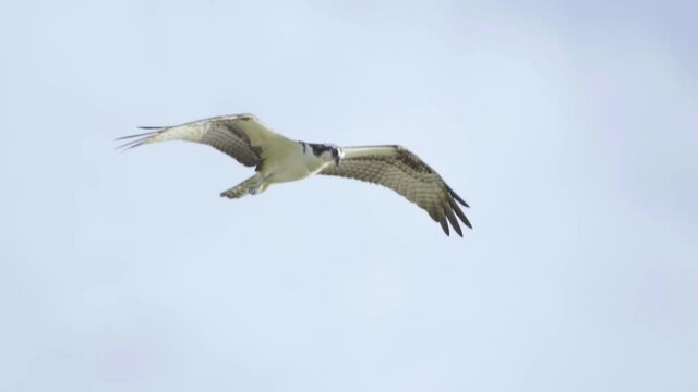osprey flying in sky looking for food in slow motion