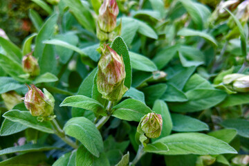 Salvia officinalis is a large genus of perennial herbaceous plants and shrubs.