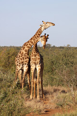 Giraffe / Giraffe / Giraffa Camelopardalis.