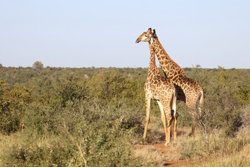 Giraffe / Giraffe / Giraffa Camelopardalis
