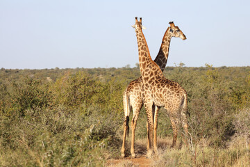 Giraffe / Giraffe / Giraffa Camelopardalis