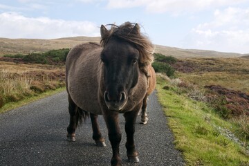 Dar brown wild pony standing in the middle of a road looking into the camera, South Uist