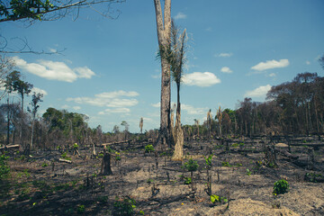 Burnt trees in a deforestation of native vegetation area at the Brazilian Amazon forest.
