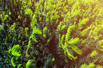 Creeping juniper in the garden background. Green leave texture.