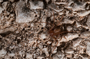 Mediterranean recluse spider (Loxosceles rufescens). Sardinia, Italy.