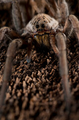Wolf spider (Hogna radiata) portrait, apennines, Italy.